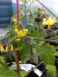 tomato plants in flower