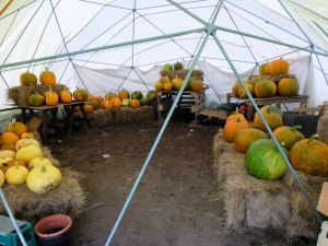 pumpkins in dome