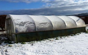 Snow on the poly tunnels