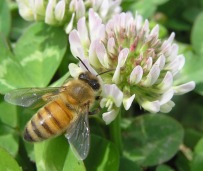 bee on clover